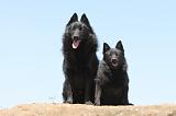 SCHIPPERKE 054